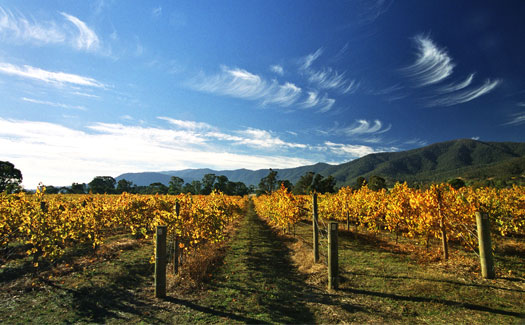 Wineries in Mt Beauty area